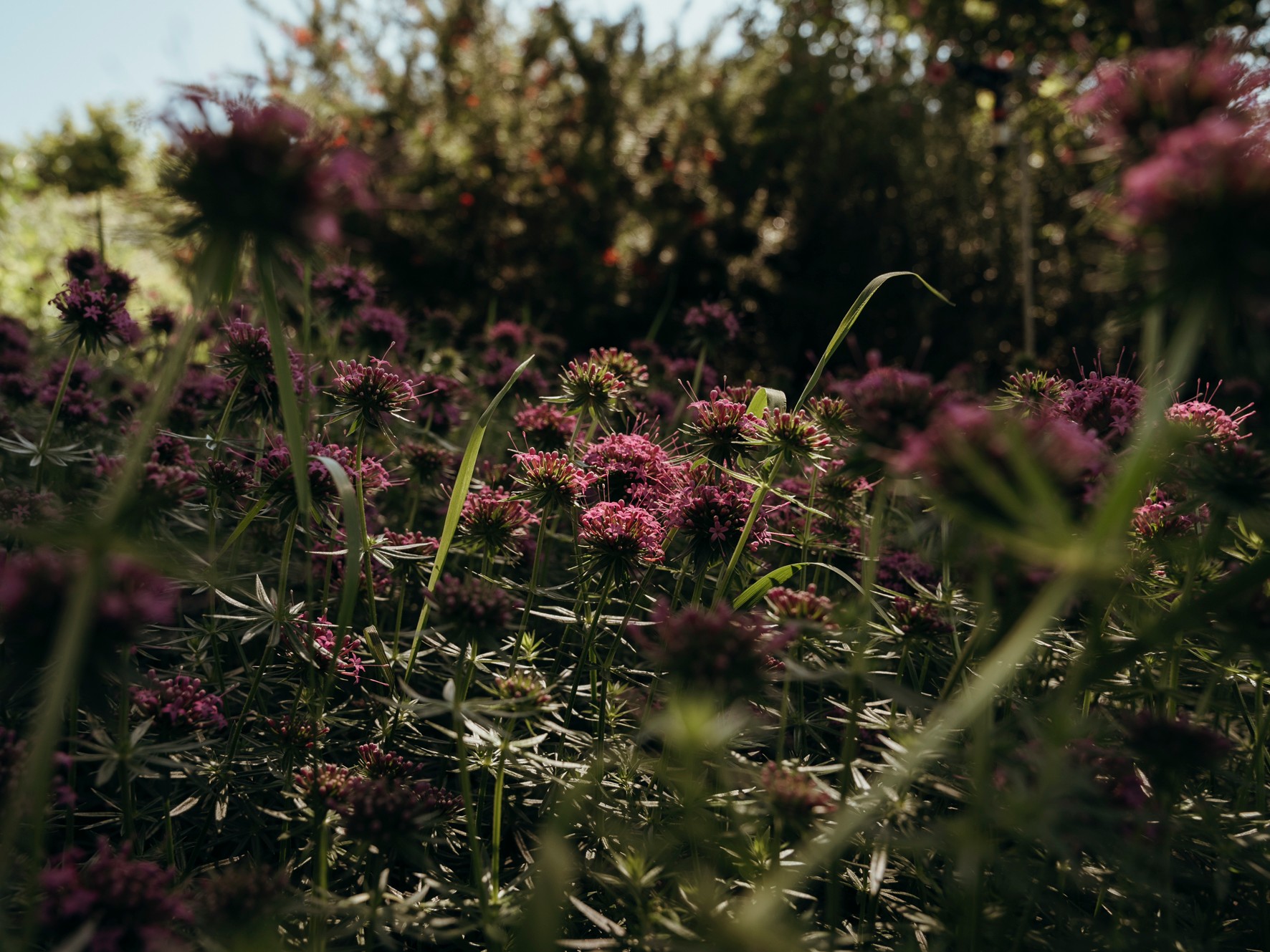Fleurs sauvages roses dans la lumière du soir